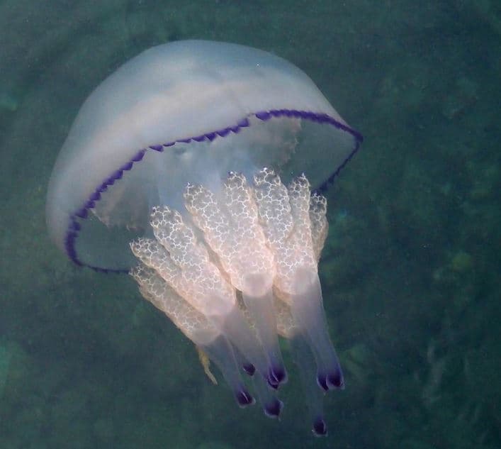 Rhizostoma octopus