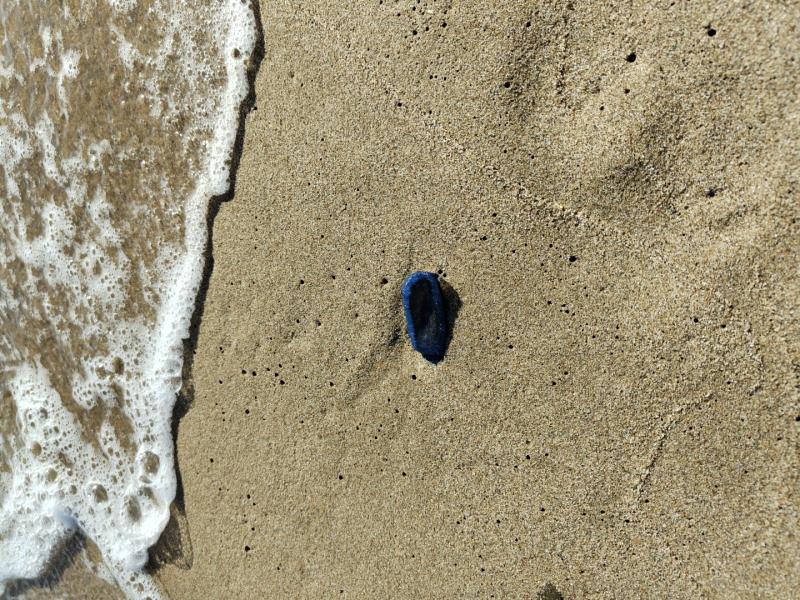 Velella Velella